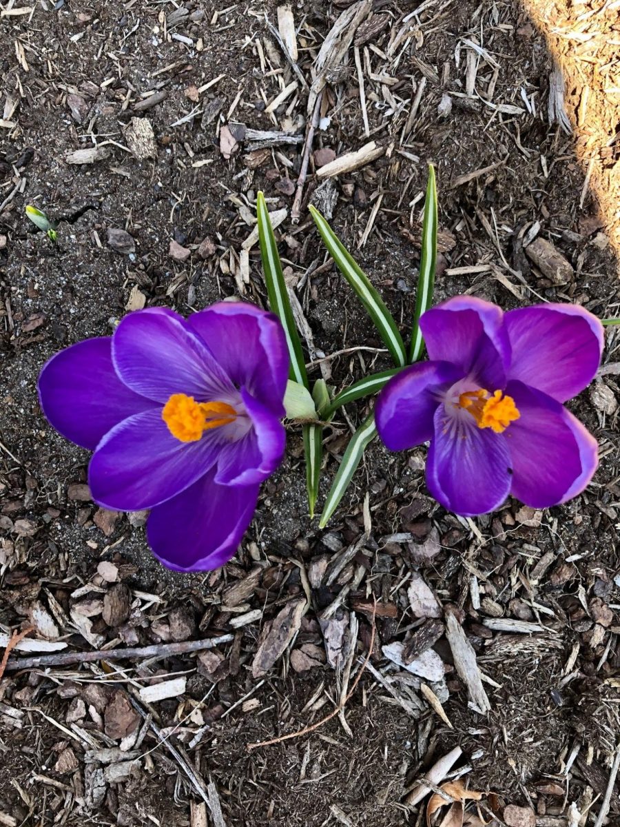 Blooming With Excitement: Slide Into Spring Break At OSHS!